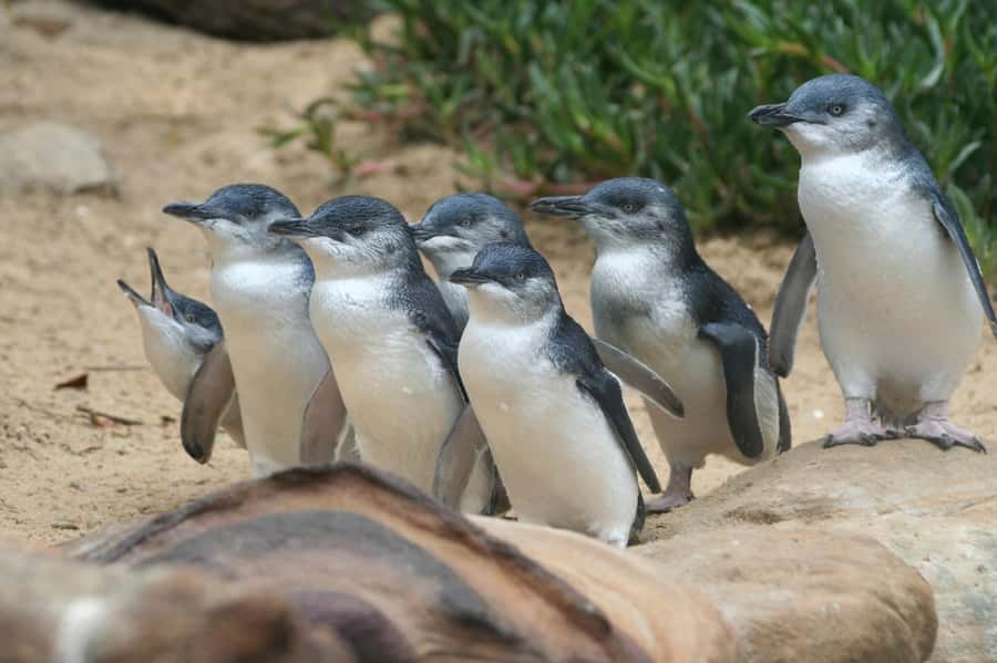From Melbourne: Penguin Parade and Koalas Tour - No-photo rules, cold wind, and food planning for an 8.5-hour day