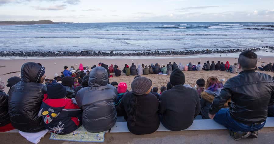 From Melbourne: Penguin Parade, Koalas & Kangaroos - Key points to know before you go