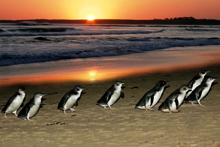 From Melbourne: Penguin Parade, Koalas & Kangaroos - Nobbies Blowhole precinct and the boardwalk for sea views