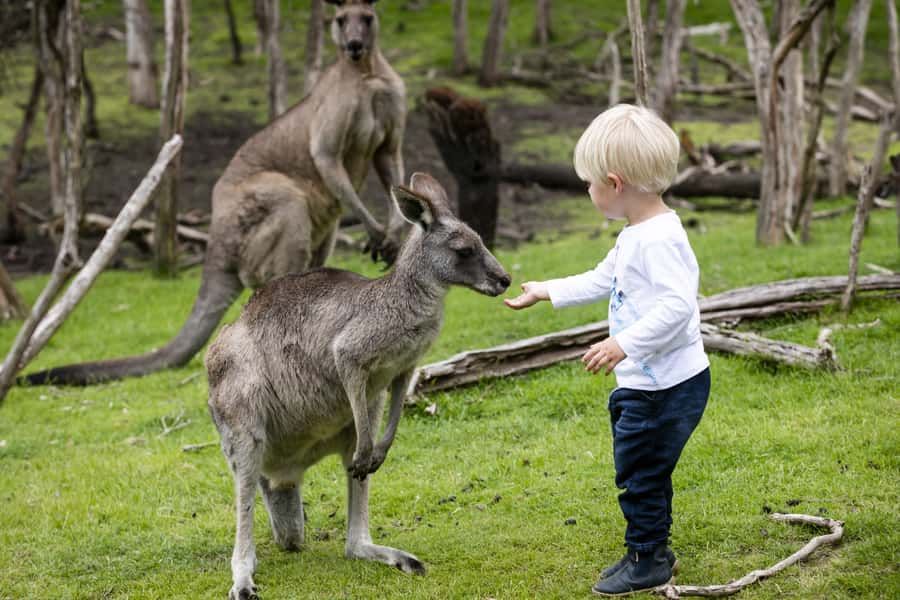 From Melbourne: Penguin Parade, Koalas & Kangaroos - Tour timing, small bus comfort, and how the 12 hours adds up