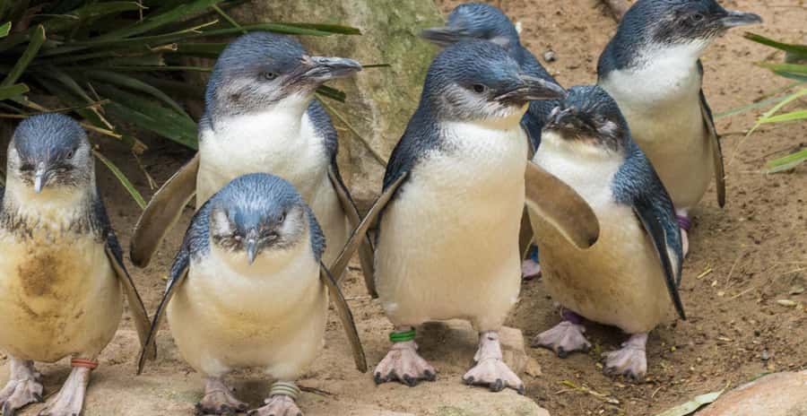 From Melbourne: Penguin Parade, Koalas & Kangaroos - Price and value at about $112, plus how to handle food and warmth