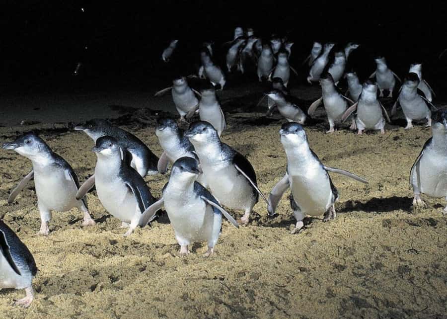 From Melbourne: Penguin Parade, Koalas & Kangaroos - Moonlit Sanctuary Wildlife Conservation Park: koalas, kangaroos, and real bush vibes