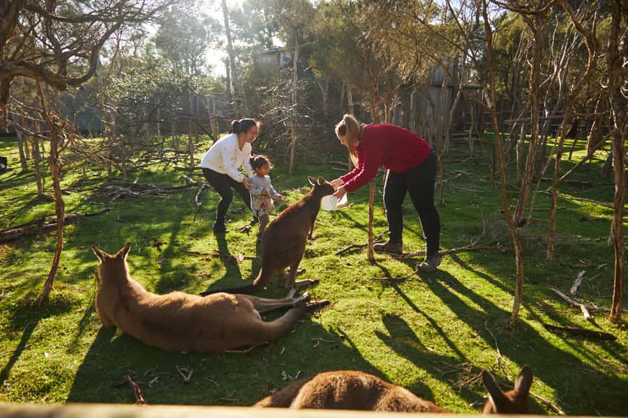 From Melbourne: Penguins and Wildlife Nature Day Tour - Moonlit Sanctuary: wallabies, koalas, devils, and the easy start to a big day