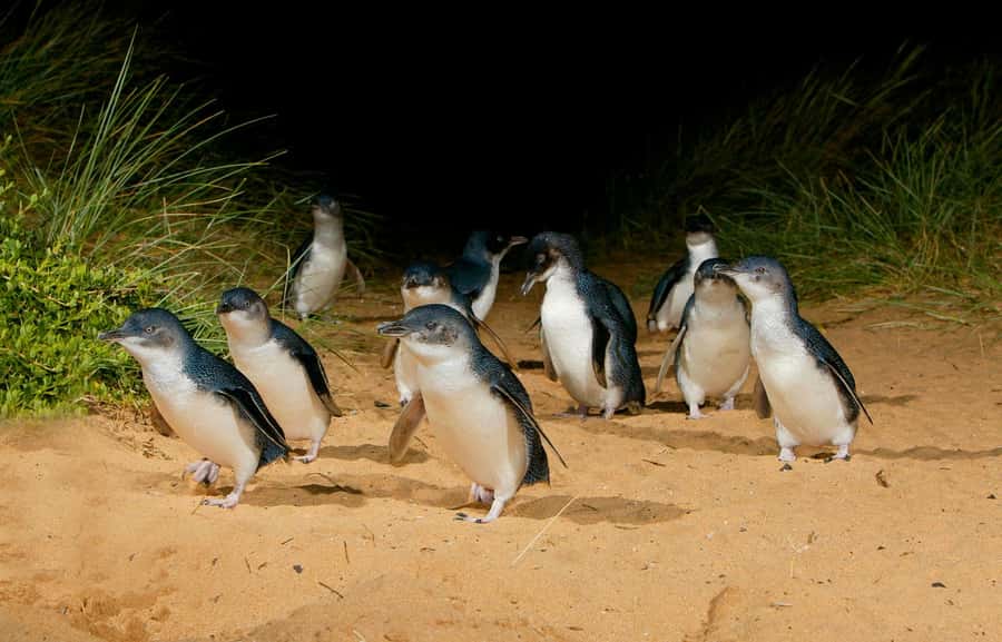 From Melbourne: Penguins and Wildlife Nature Day Tour - Practical tips for an easier day (and better photos)