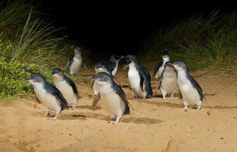 From Melbourne: Penguins and Wildlife Nature Day Tour - Who this tour suits best