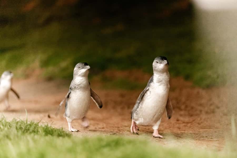 From Melbourne: Phillip Is Penguin Parade & Koala Reserve - Key highlights you should care about