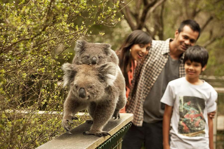 From Melbourne: Phillip Is Penguin Parade & Koala Reserve - A full 11-hour Phillip Island day trip from Melbourne, and who it fits
