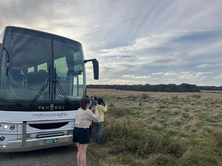 From Melbourne: Phillip Is Penguin Parade & Koala Reserve - Cowes, Seal Rocks, and the Nobbies Centre boardwalk for ocean views
