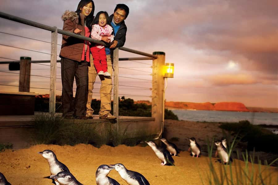 From Melbourne: Phillip Is Penguin Parade & Koala Reserve - Morning departures: Brighton Beach Boxes, San Remo, and Cape Woolamai surfers