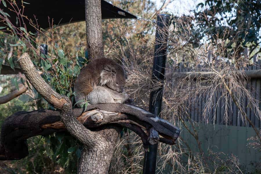 From Melbourne: Phillip Island and Penguin Parade Day Tour - Key Points That Matter Before You Go