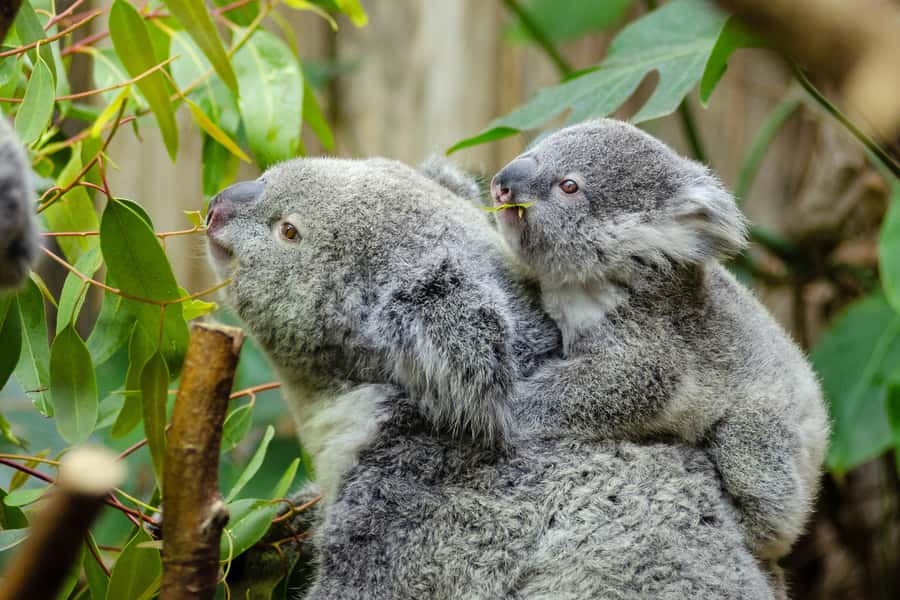 From Melbourne: Phillip Island and Penguin Parade Day Tour - Why Phillip Island Penguins Feel Like a Real Moment, Not a Show