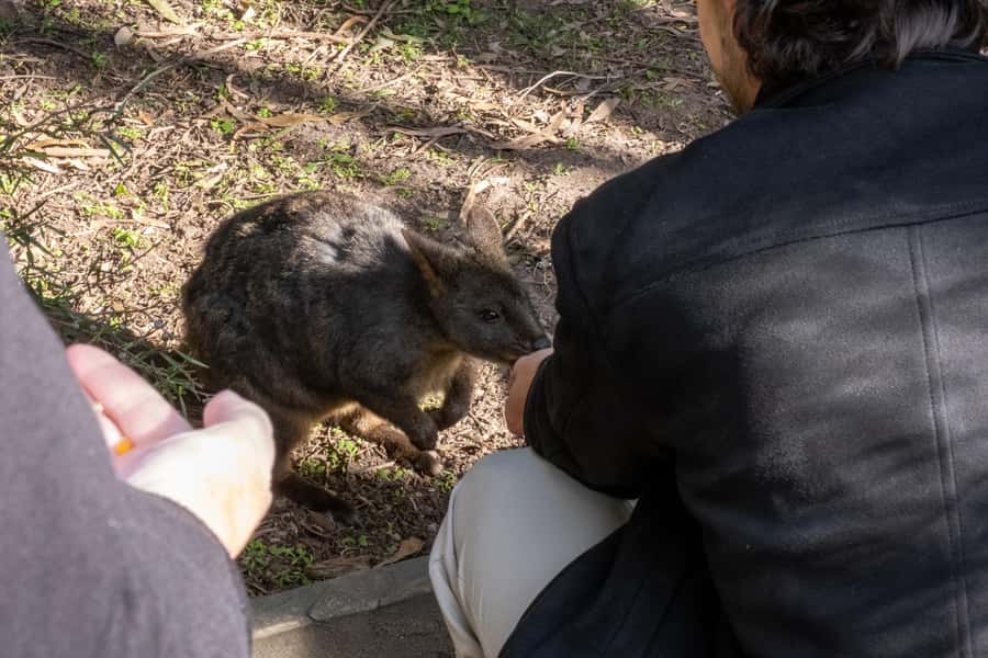 From Melbourne: Phillip Island and Penguin Parade Day Tour - Moonlit Sanctuary for Koalas, Ranger Talk, and Photo Moments