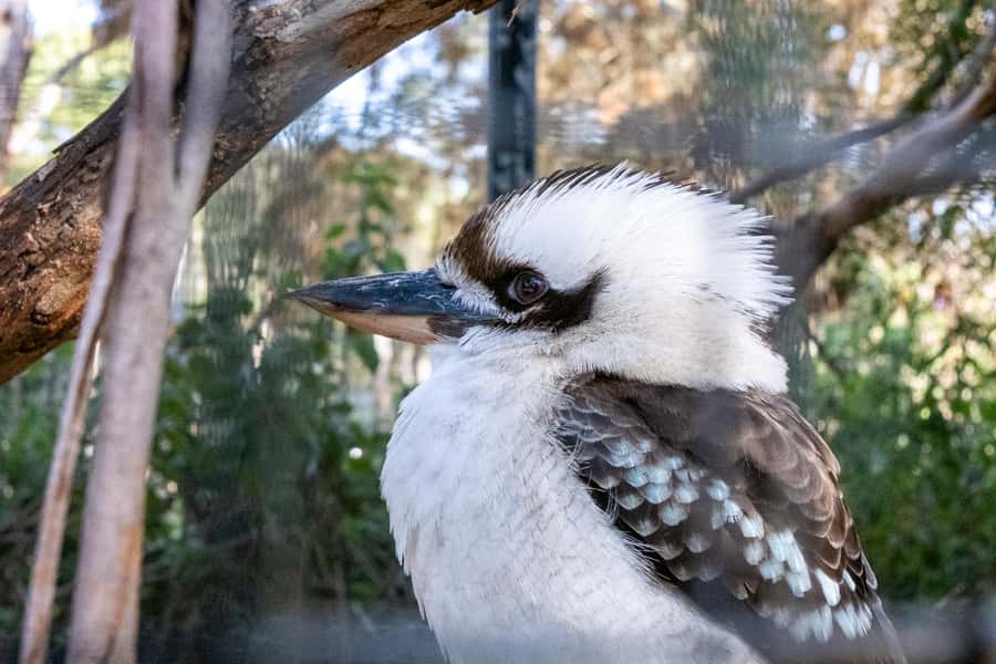From Melbourne: Phillip Island and Penguin Parade Day Tour - Who This Tour Suits Best (and Who Should Rethink It)