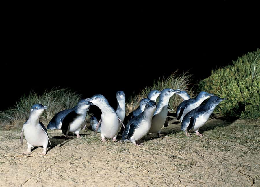 From Melbourne: Phillip Island and Penguin Parade Day Tour - Getting Out of Melbourne: Pickup Options and the Long Coach Day