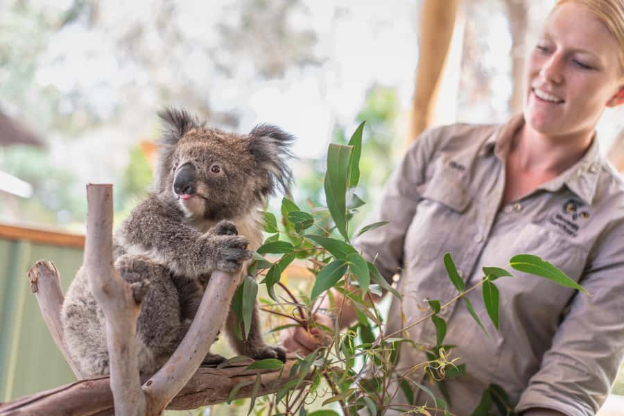 From Melbourne: Phillip Island Penguin Parade Eco Tour - Key points before you go