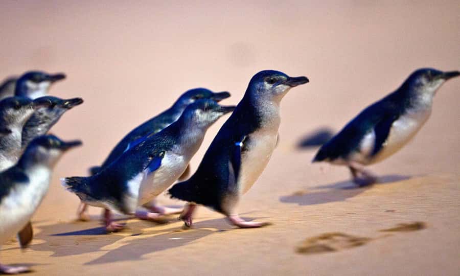 From Melbourne: Phillip Island Penguin Parade Eco Tour - Melbourne to Phillip Island: why the drive is part of the value