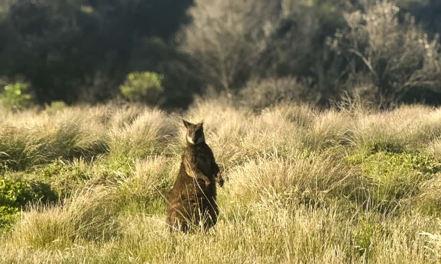 From Melbourne: Phillip Island Penguin Parade Eco Tour - Who this tour suits best, and who should skip it