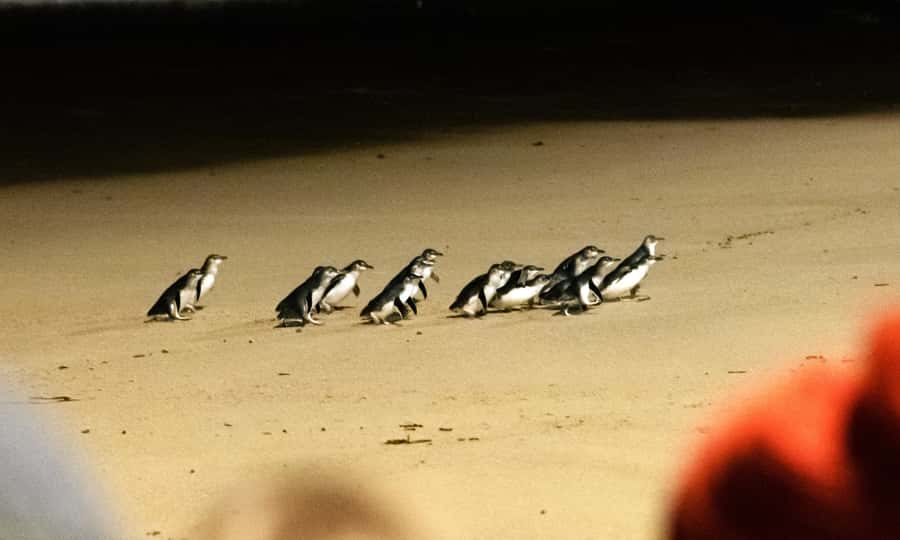 From Melbourne: Phillip Island Penguin Parade Eco Tour - Moonlit Sanctuary: koalas and kangaroos in a peaceful setup