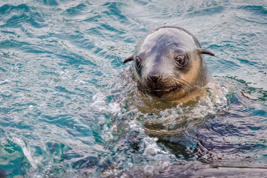 From Melbourne: Phillip Island Penguin Parade Express Tour - Key Highlights You Should Actually Care About