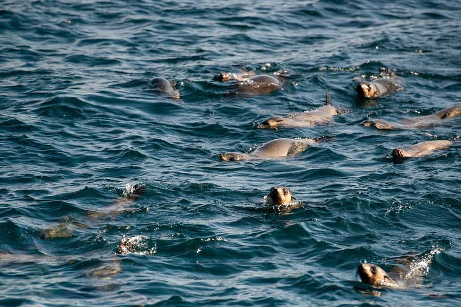 From Melbourne: Phillip Island Penguin Parade Express Tour - Why Phillip Island Penguins Feel So Close