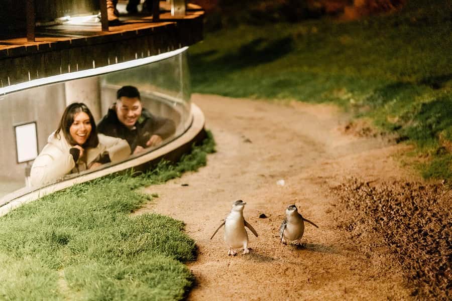 From Melbourne: Phillip Island Penguin Parade Express Tour - Penguin Parade at Sunset: What Happens and How You Should Watch