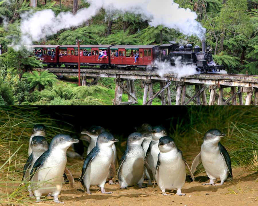 From Melbourne: Puffing Billy and Penguin Parade Combo Tour - Key Things You’ll Notice on This Day Trip