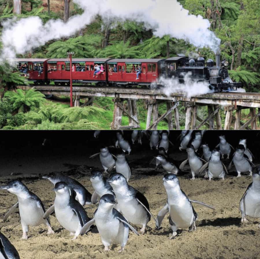 From Melbourne: Puffing Billy and Penguin Parade Combo Tour - Nobbies Lookout and Seal Rock: Blowhole Views With Real Wildlife Energy