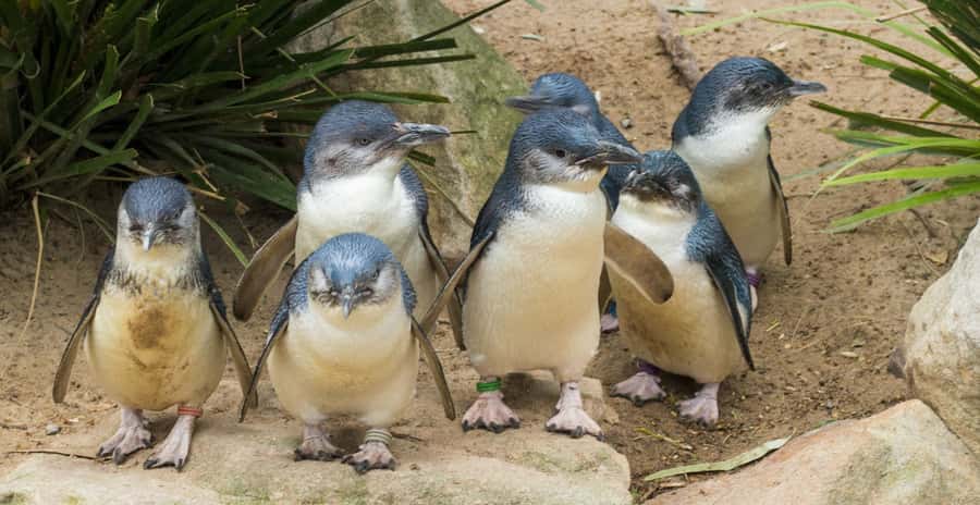 From Melbourne: Puffing Billy and Penguin Parade Combo Tour - Which Type of Traveler This Tour Fits Best