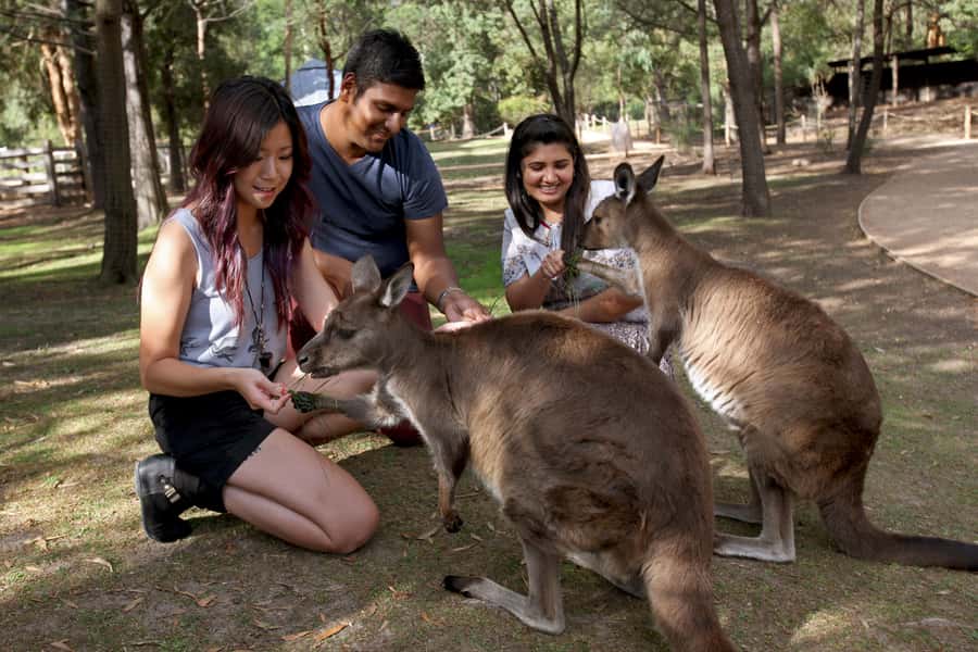 From Melbourne: Puffing Billy Steam Train & Wildlife Tour - The coach time to Healesville, and why it matters