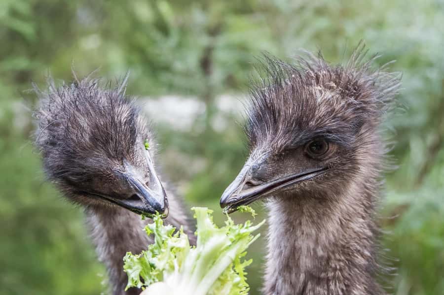 From Melbourne: Puffing Billy Steam Train & Wildlife Tour - Healesville Wildlife Sanctuary: koalas, kangaroos, and birds of prey