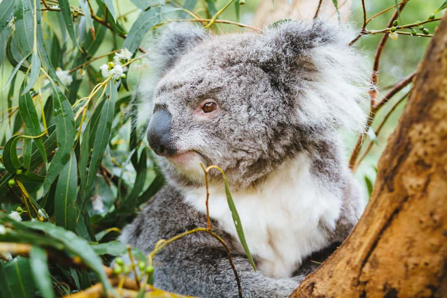 From Melbourne: Puffing Billy Steam Train & Wildlife Tour - Price and value: is $140 per person worth it?
