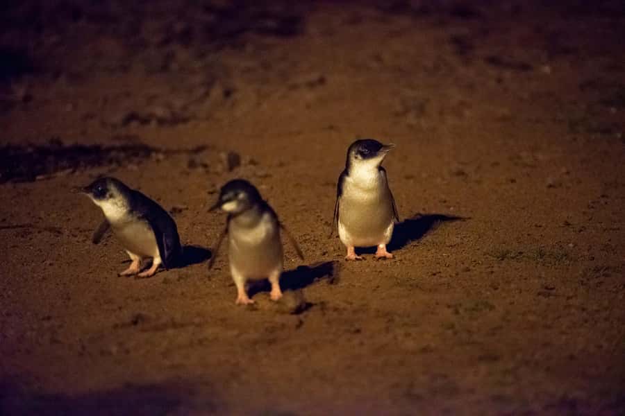 From Melbourne: Puffing Billy Train & Penguin Wildlife Tour - Guides make it feel easy, and often fun