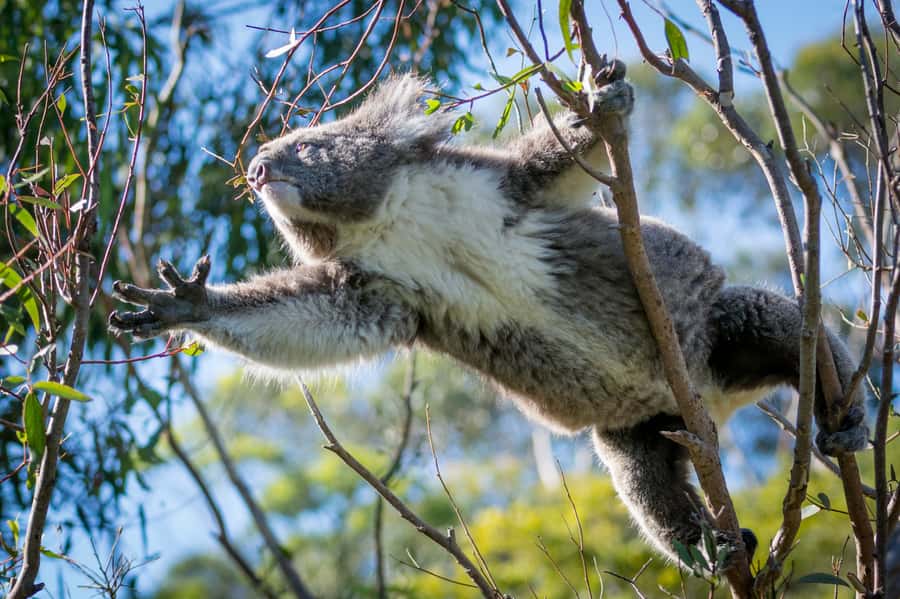 From Melbourne: Reverse Great Ocean Road Day Trip with Lunch - Key takeaways before you go