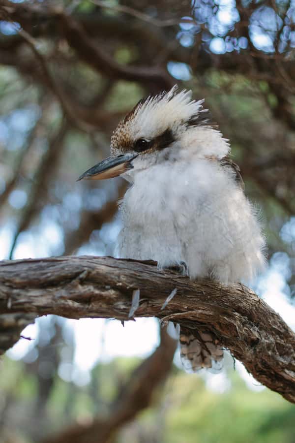 From Melbourne: Wilsons Promontory Wilderness Tour - Scenic lookouts and a Tidal River walk that sets the mood