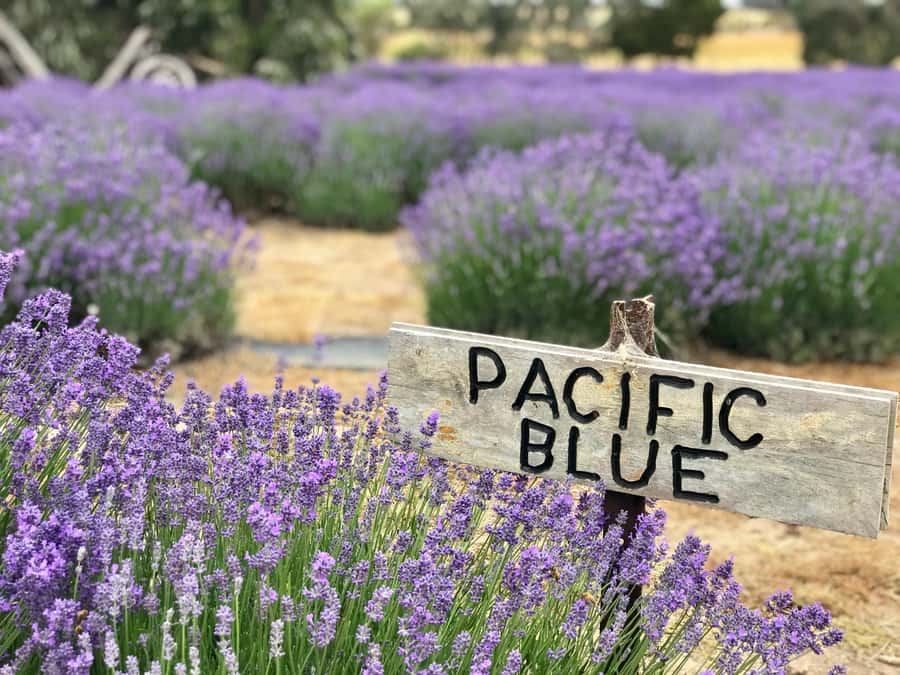 From Penneshaw: Kangaroo Island Shore Excursion Tasting Tour - The 7-hour flow: lavender morning tea, honey, distillery, and tastings