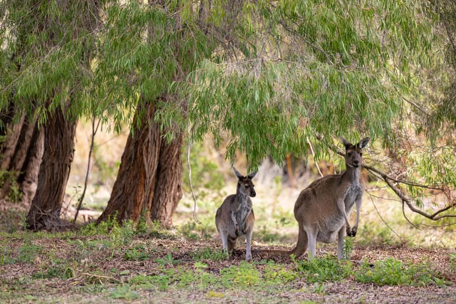 From Perth: Pinnacles Lobster Shack and Yanchep Day Trip - Nambung National Park and the Pinnacles: seeing them up close
