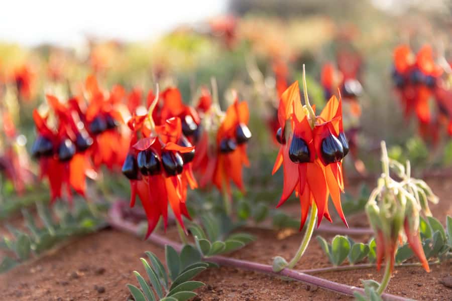 From Perth: Pinnacles Sunset and Stargazing Tour with Dinner - Key things to know
