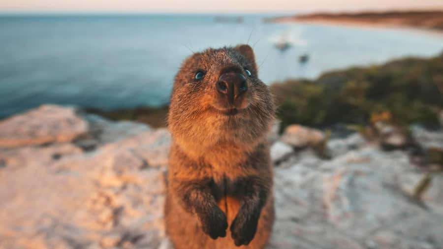 From Perth: Rottnest Island Ferry & Bus Day Tour - Cathedral Rocks, seals, and whale season odds