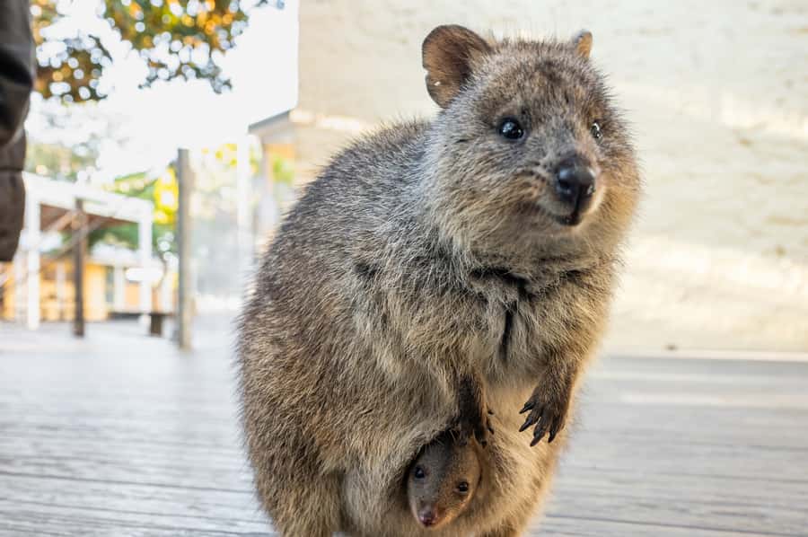 From Perth: Rottnest Island Full-Day Bike and Ferry Trip - Beaches, Bays, Swimming, and Snorkel Add-Ons That Fit the Day