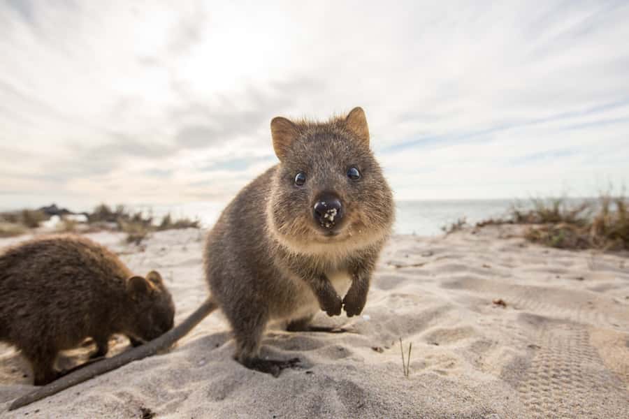 From Perth: Rottnest Island Grand Island Day Tour with Lunch - Key Points to Know Before You Go