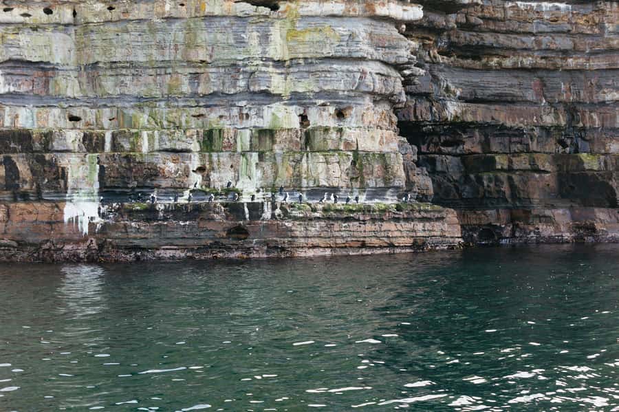From Port Arthur: Tasman Island Wilderness Cruise - FAQ