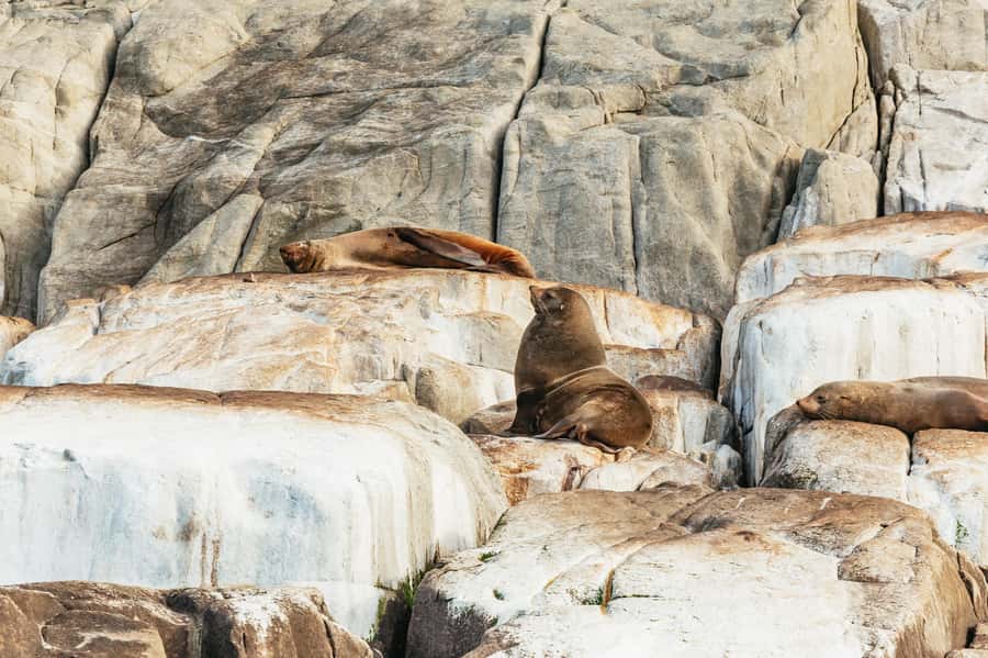 From Port Arthur: Tasman Island Wilderness Cruise - Cape Pillar cliffs, sea caves, archways, waterfalls, and blowholes
