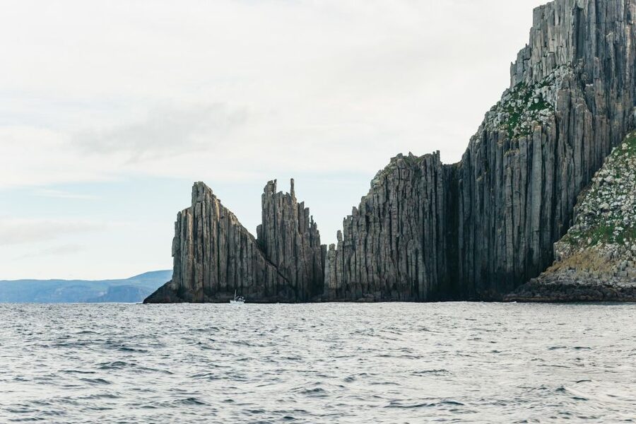 From Port Arthur: Tasman Island Wilderness Cruise - Wildlife spotting that actually feels like wildlife, seals, birds, dolphins, and whales