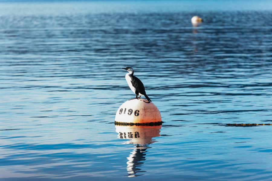 From Port Arthur: Tasman Island Wilderness Cruise - Value math for $127, what you’re really buying