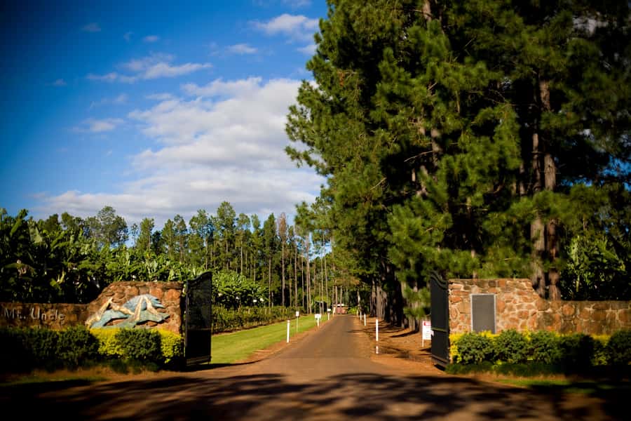 From Port Douglas: Atherton Tablelands Adventure - Gallo Dairyland, a cheese and chocolate break on volcanic farmland