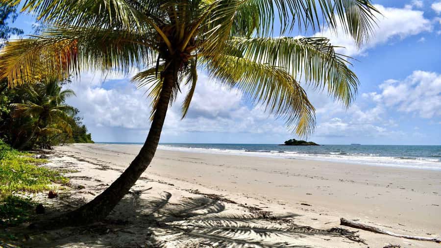 From Port Douglas: Daintree Rainforest & Mossman Gorge Tour - Port Douglas pickup and drop-off, how the timing really works