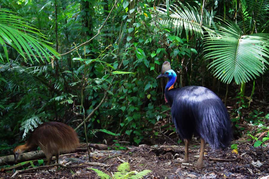 From Port Douglas: Daintree Rainforest & Mossman Gorge Tour - Price and value: what you are actually paying for