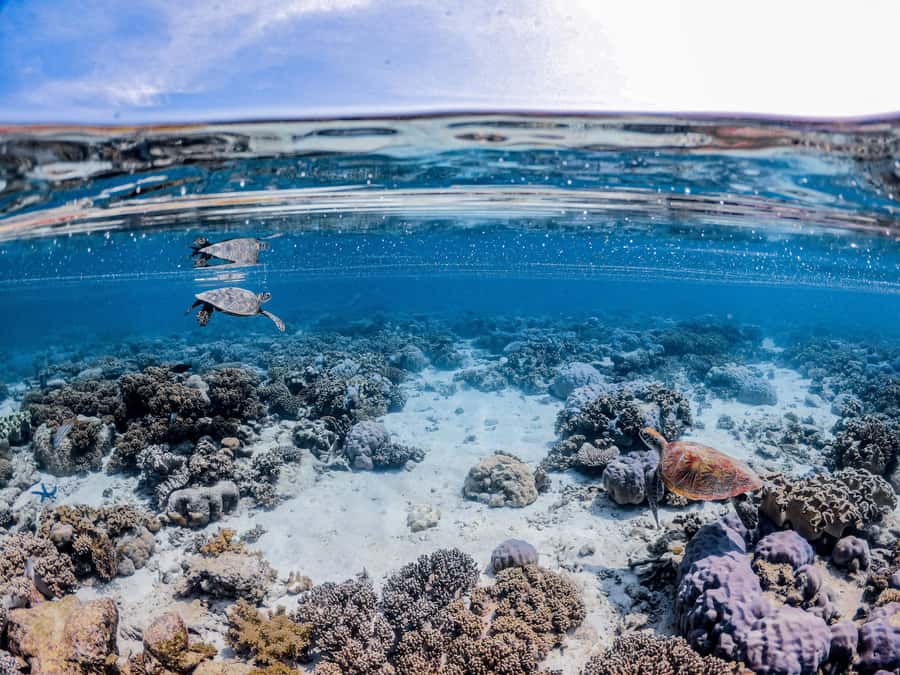 From Port Douglas: Outer Reef Cruise by Luxury Catamaran - Second reef stop plus glass-bottom boat: for snorkelers and non-snorkel moments