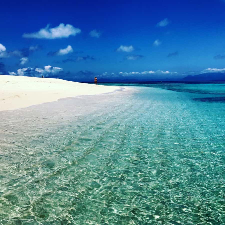 From Port Douglas: Outer Reef Cruise by Luxury Catamaran - Wildlife chances: turtles, whales, and the unexpected