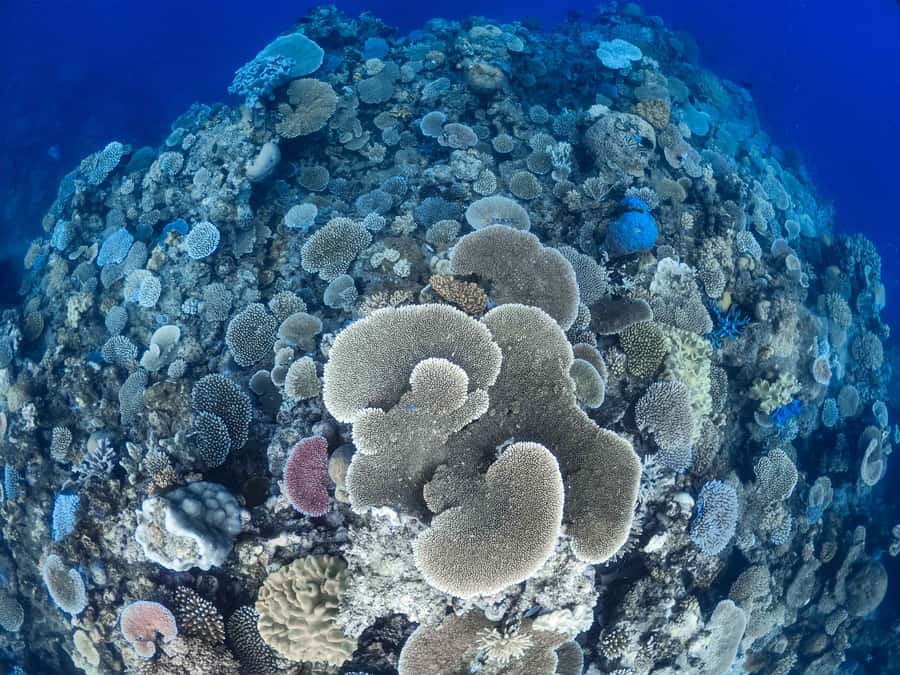From Port Douglas: Outer Reef Cruise by Luxury Catamaran - Price and value at about $240 per person